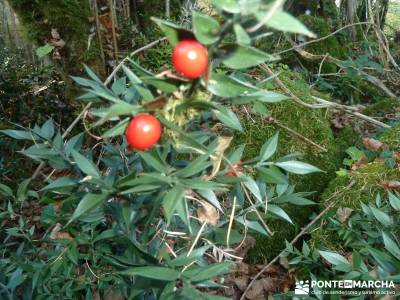 Parques Naturales Urbasa-Andía y Aralar - Nacedero del Urederra; senderismo viajes otoño